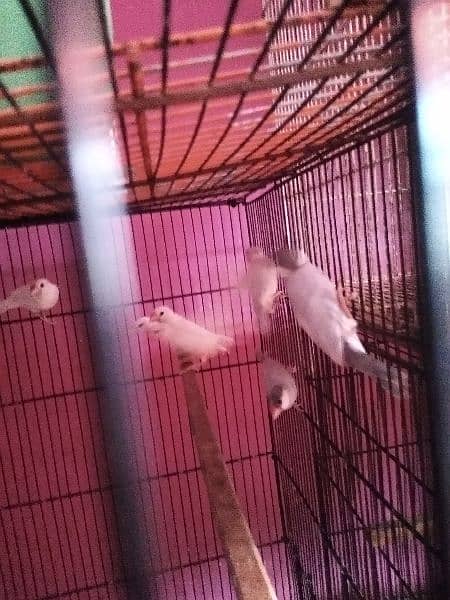 Fawn , albino and white java available 12