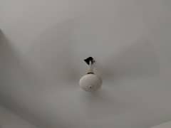 Millat ceiling fan