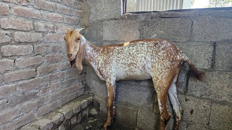 makhi cheeni goat 2