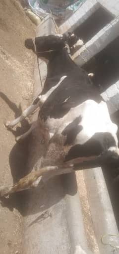 COW for sale Attock shakardara road