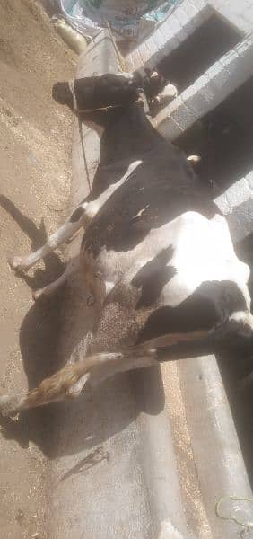 COW for sale Attock shakardara road 0
