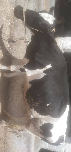 COW for sale Attock shakardara road 1