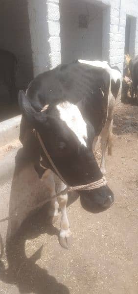 COW for sale Attock shakardara road 2