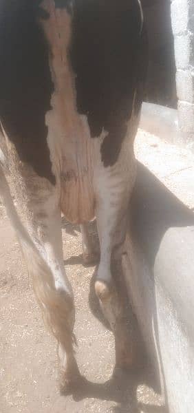 COW for sale Attock shakardara road 3