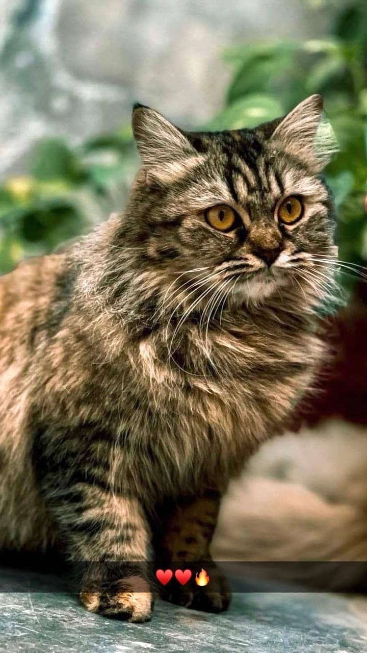female cat 1