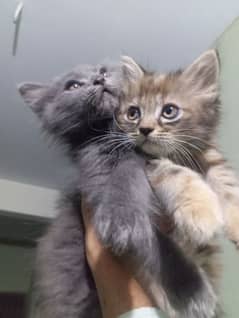 Selling Persian healthy kittens pair (03343807662)