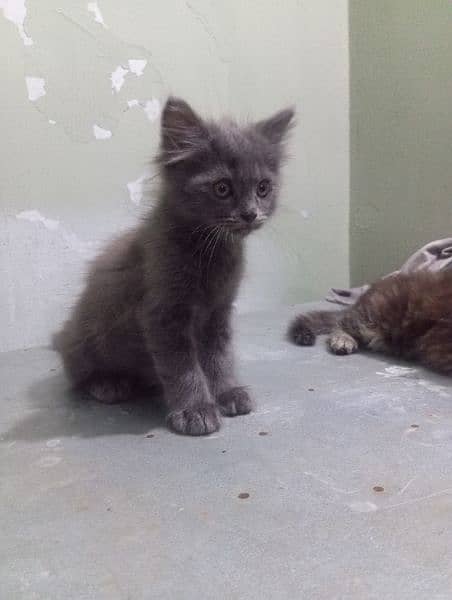 Selling Persian healthy kittens pair (03343807662) 1