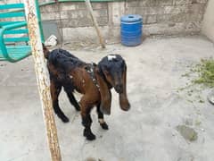 goat baby 0
