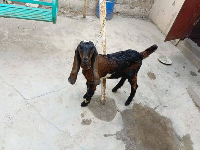 goat baby 1