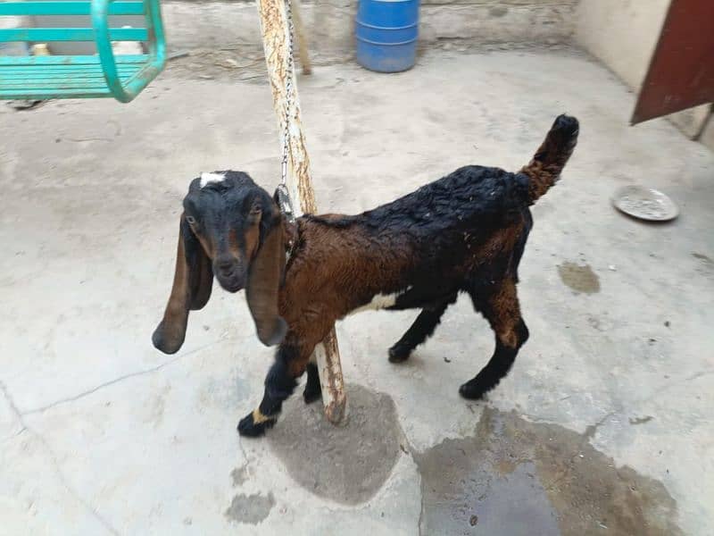 goat baby 2