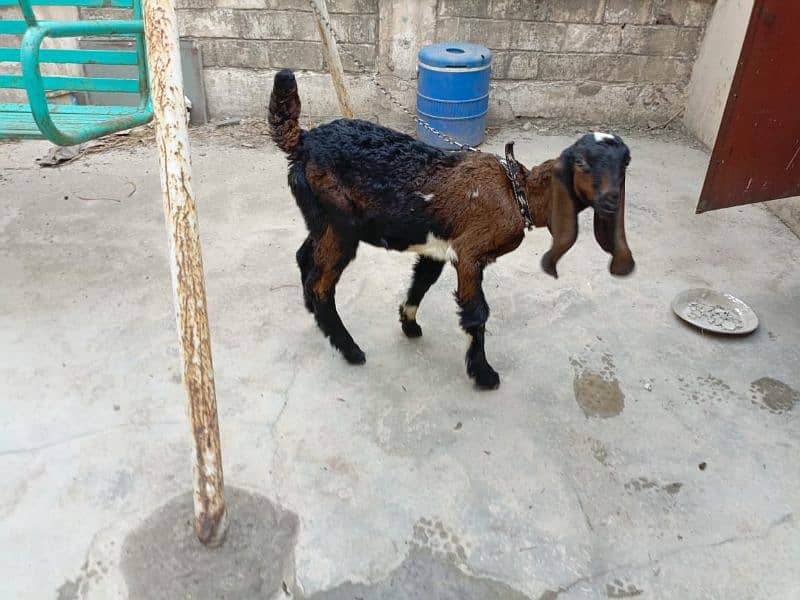 goat baby 3