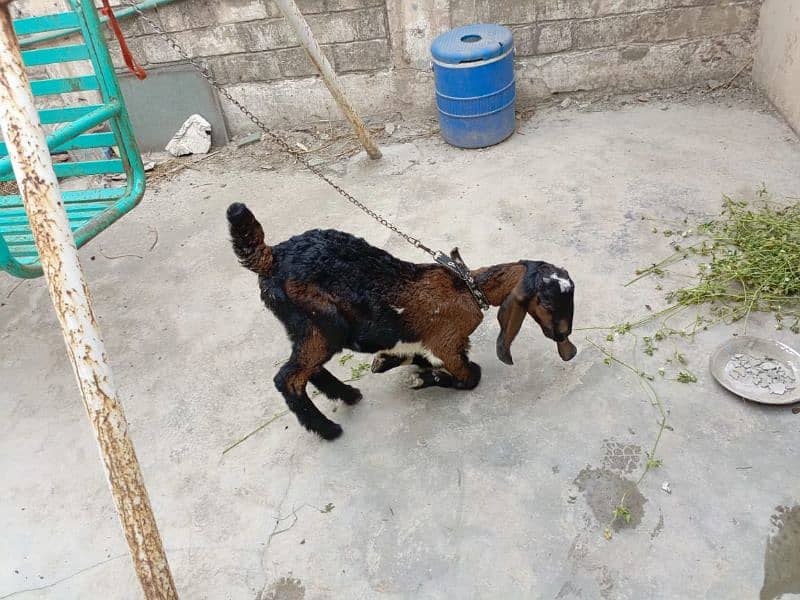 goat baby 4