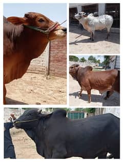 4 heavy weight wacha bull for qurbani 2024. demand 6lack each wera 0