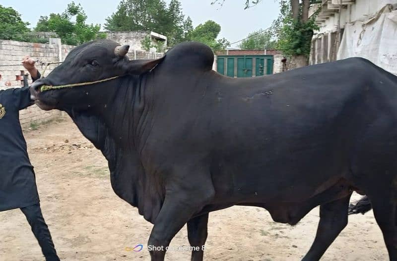 4 heavy weight wacha bull for qurbani 2024. demand 6lack each wera 13