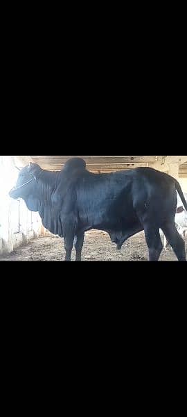 4 heavy weight wacha bull for qurbani 2024. demand 6lack each wera 5