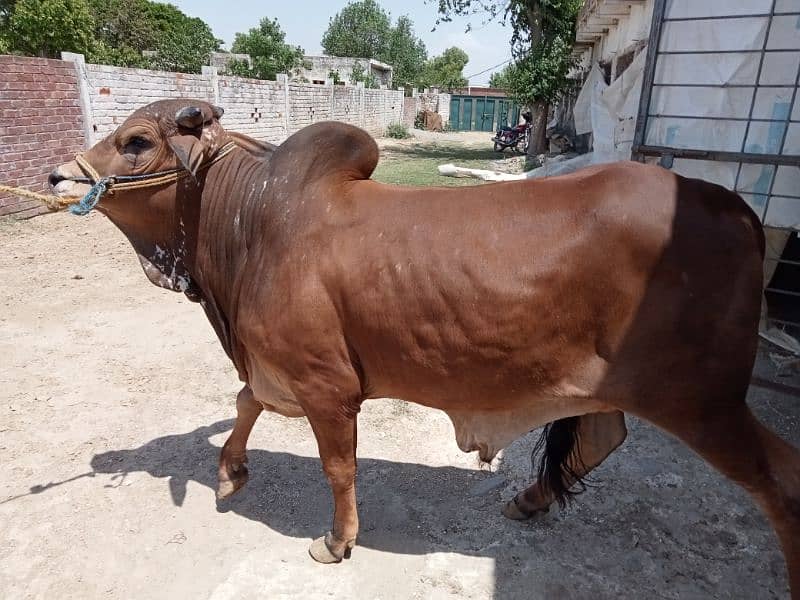 4 heavy weight wacha bull for qurbani 2024. demand 6lack each wera 11