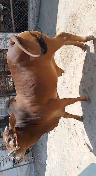 4 heavy weight wacha bull for qurbani 2024. demand 6lack each wera 12