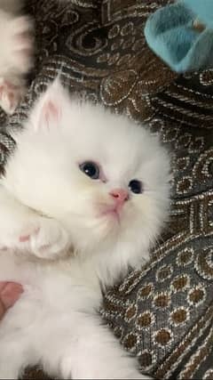 Persian kitten blue eyes 0