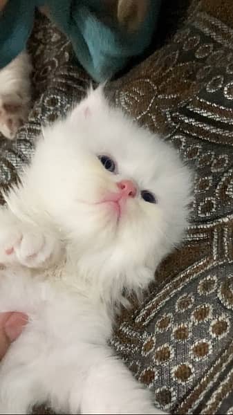 Persian kitten blue eyes 1