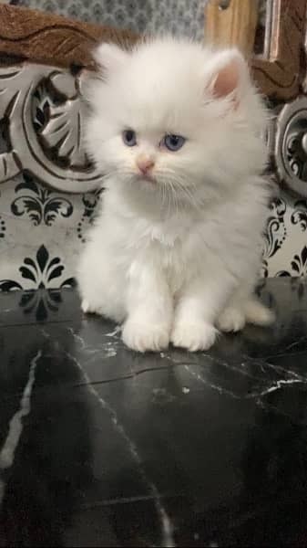 Persian kitten blue eyes 2