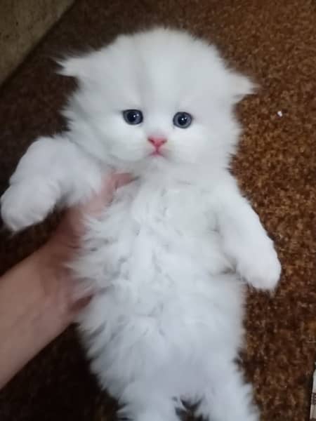 persian kittens/high quality \kittens 6