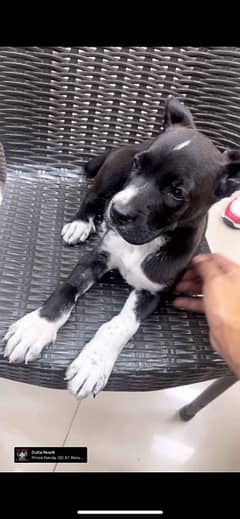 cane corso puppy (female) 2.5 months