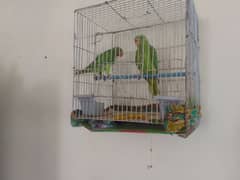 ringneck chicks pair for sale