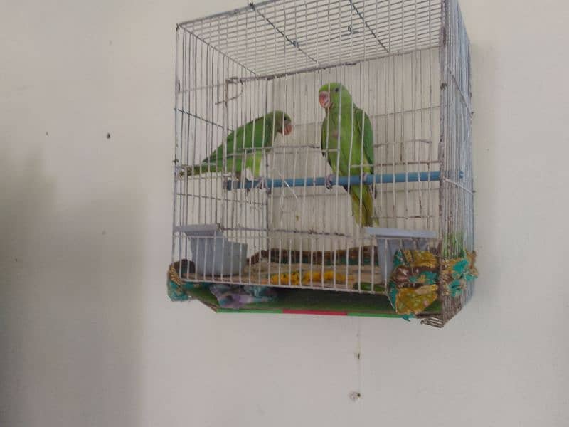 ringneck chicks pair for sale 0