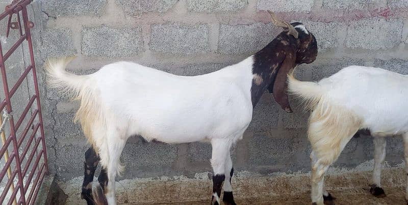 Goats For sale 1
