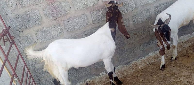 Goats For sale 2