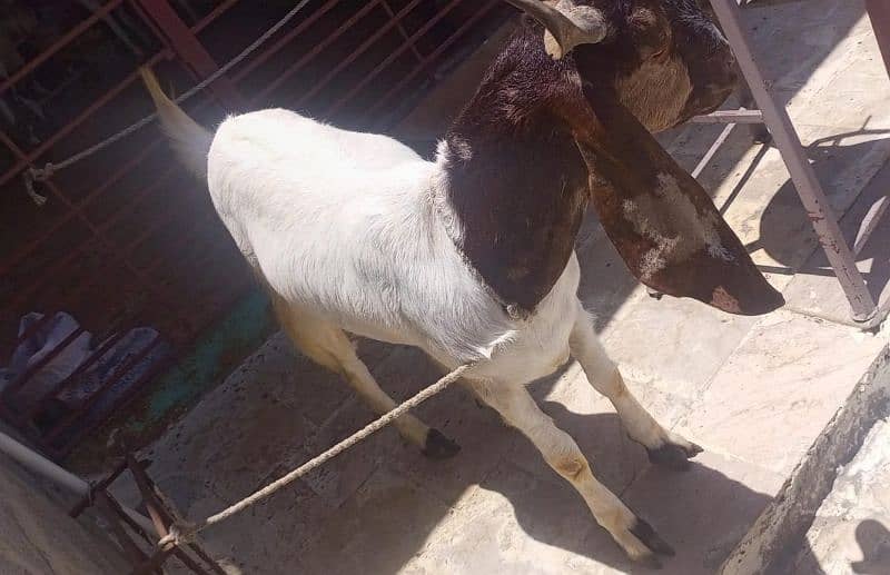 Goats For sale 3