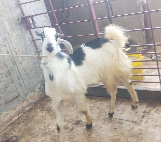 Goats For sale 4