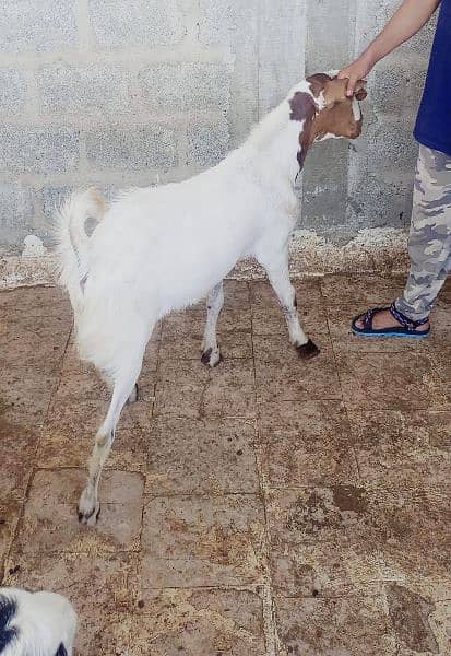 Goats For sale 5
