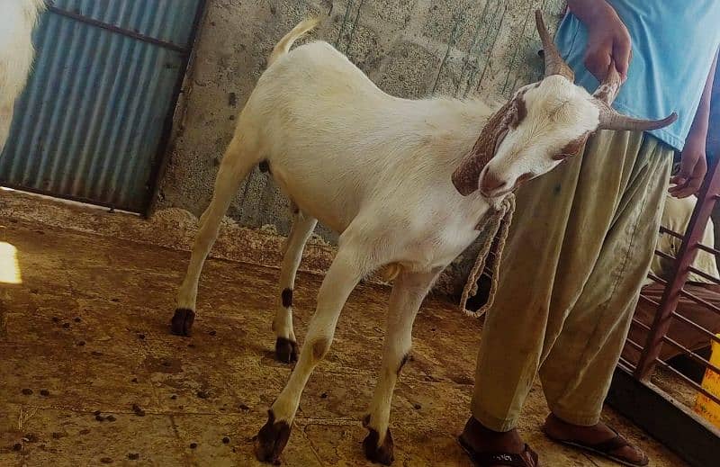 Goats For sale 6