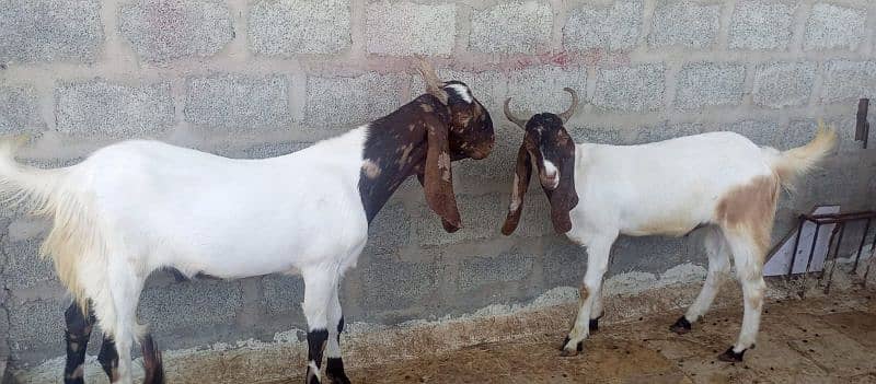 Goats For sale 7