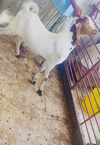Goats For sale 8