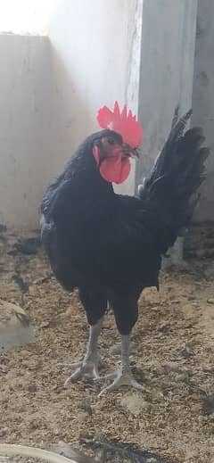 Australorp Roosters for sale