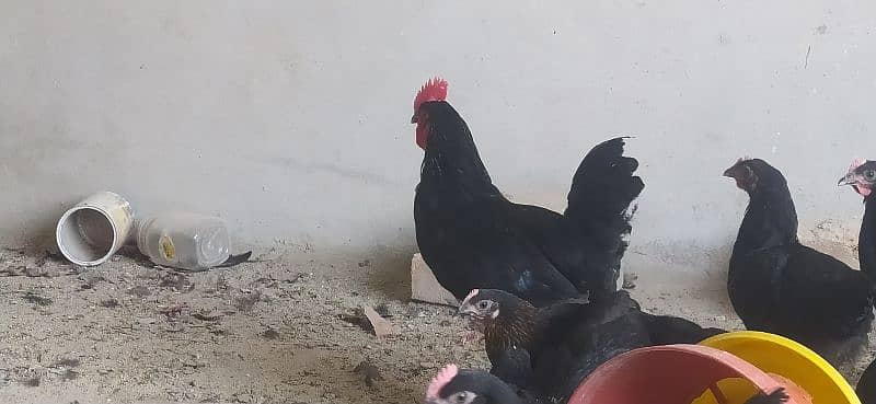 Australorp Roosters for sale 1