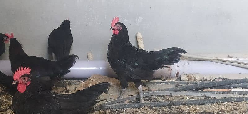 Australorp Roosters for sale 2