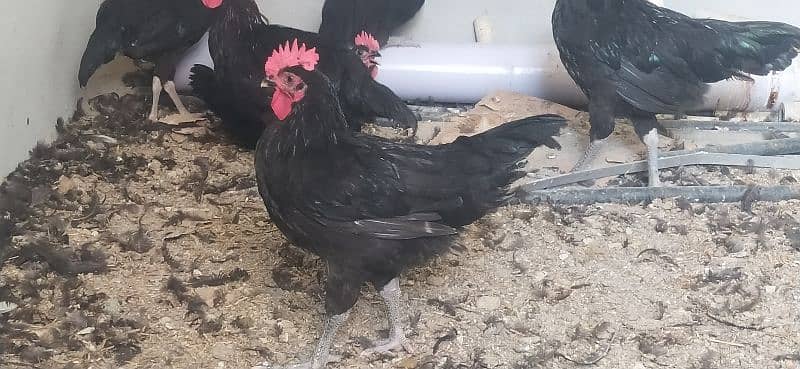 Australorp Roosters for sale 3