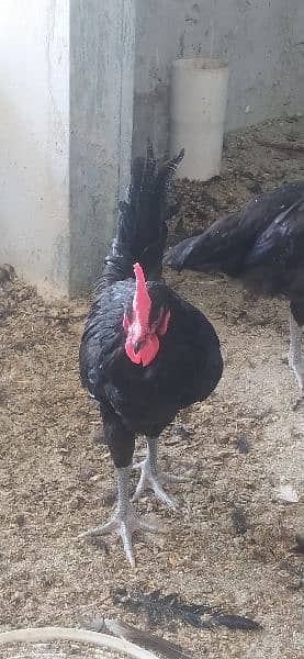 Australorp Roosters for sale 4