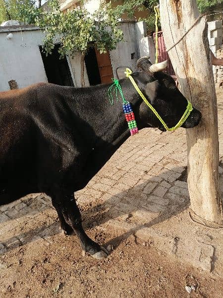 pure jarsi cow for sale 1