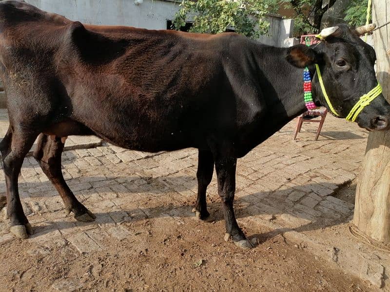 pure jarsi cow for sale 4
