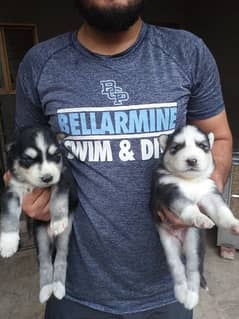 puppies for sale 3 male 1 female