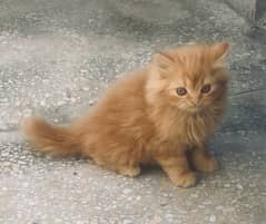 male Persian kittens