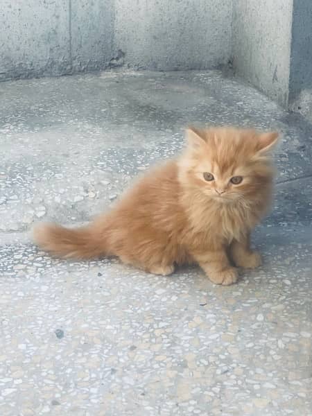 male Persian kittens 2