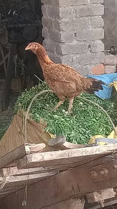2 aseel hens for sell