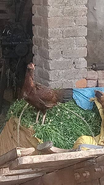 2 aseel hens for sell 1