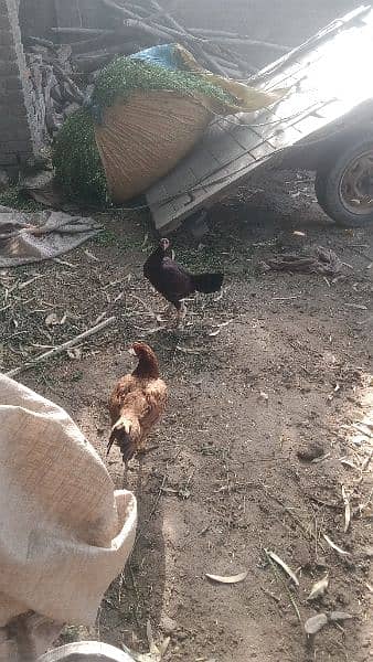 2 aseel hens for sell 2