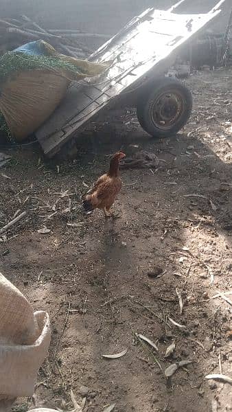 2 aseel hens for sell 3